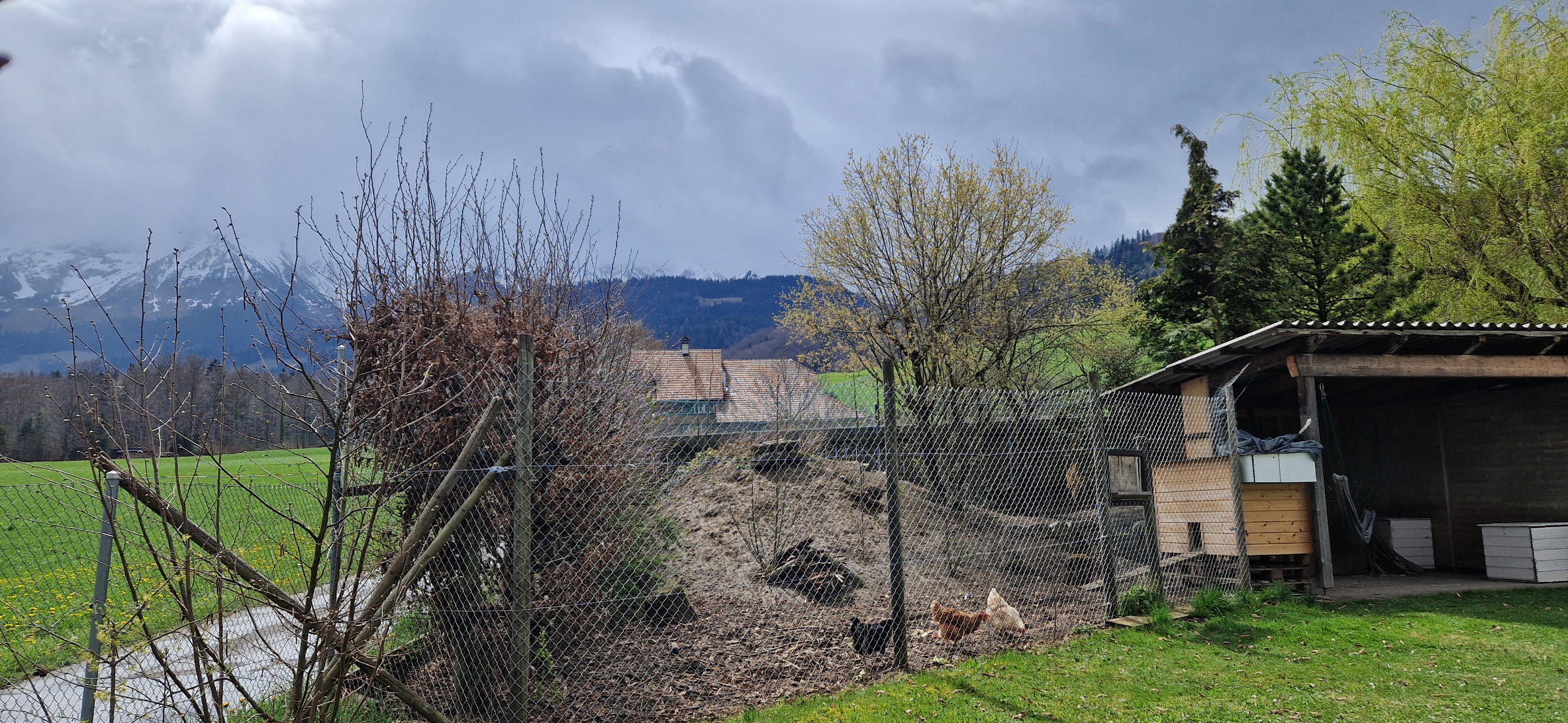 Im Frühling bereichern die Hühner unser schöner Garten